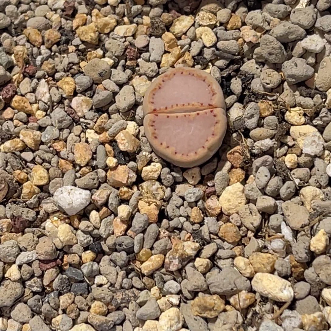 朕***后3676粉饼1专拍的的