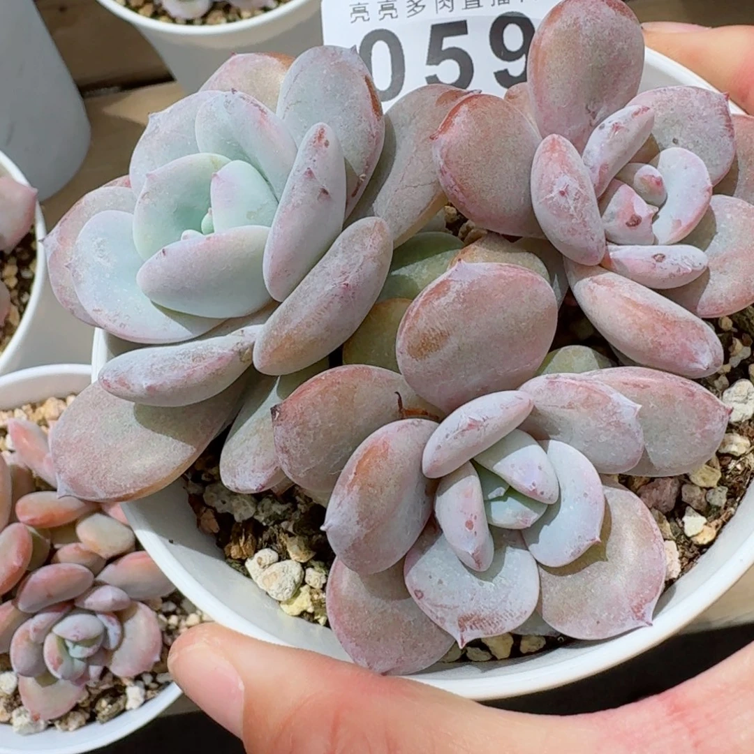 奶茶小脸            精美多肉植物
