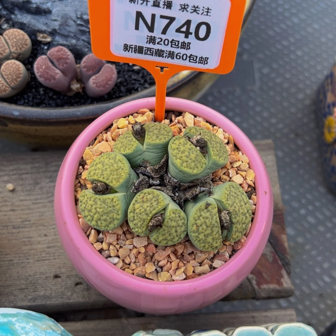 得***次740 一物一拍，默认有伤，介意勿拍，不退不换