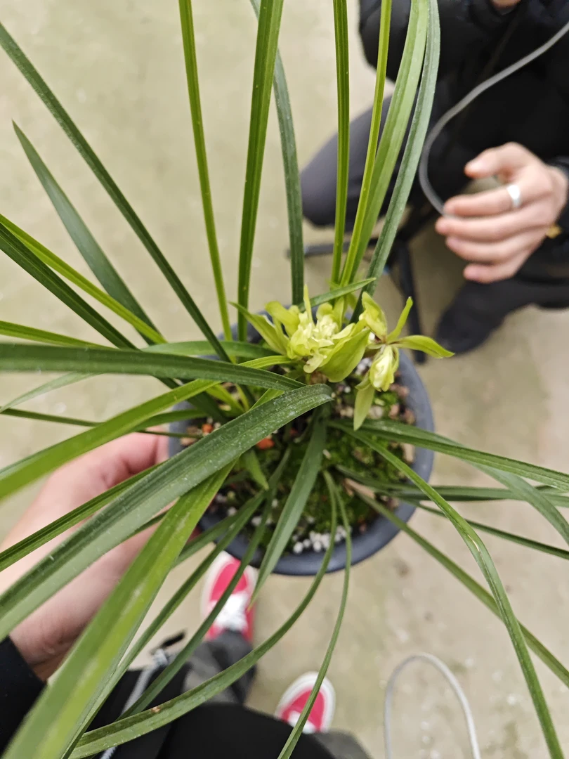 春兰-余蝴蝶两盆