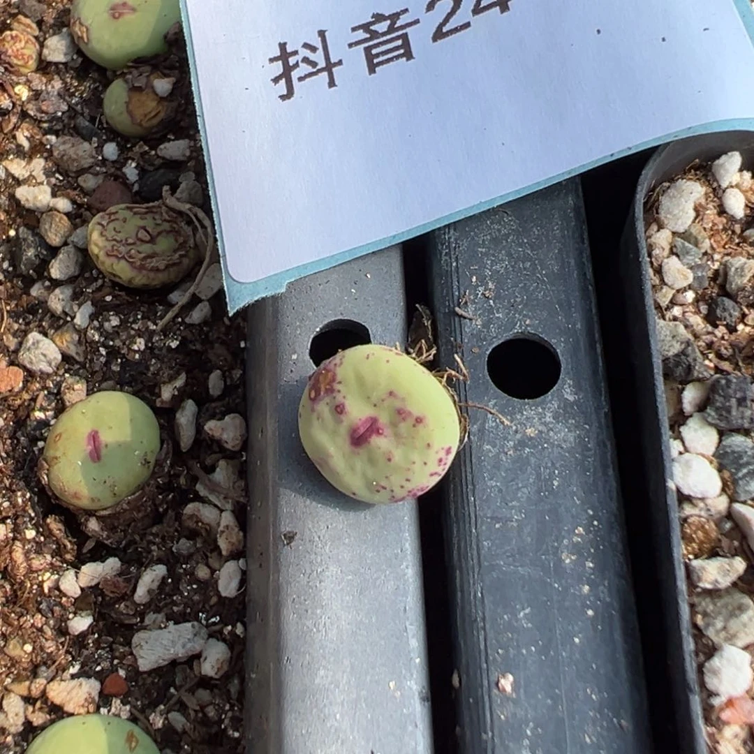 24-52量拍产地se小红嘴一颗