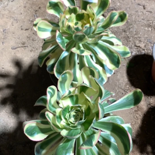 698法师多肉植物燕姿