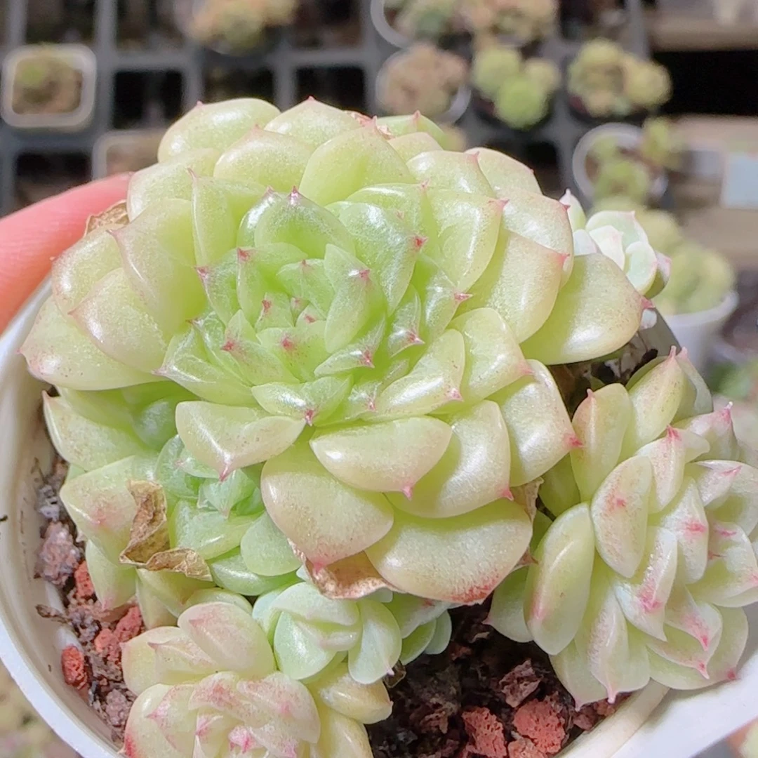 花语逸镜1029-517散