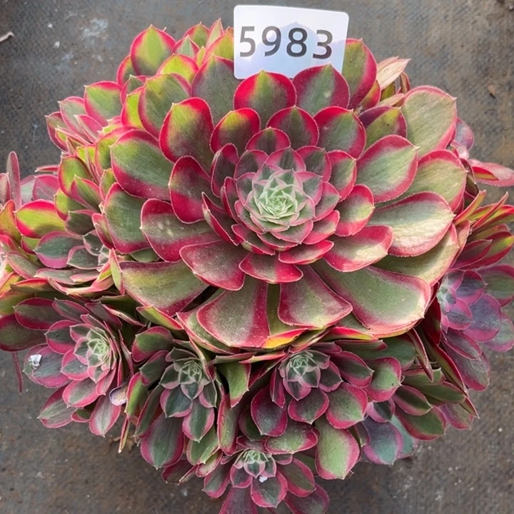 新品孔雀翎特价多肉