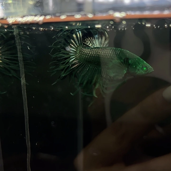 斗鱼33号车轮毒液