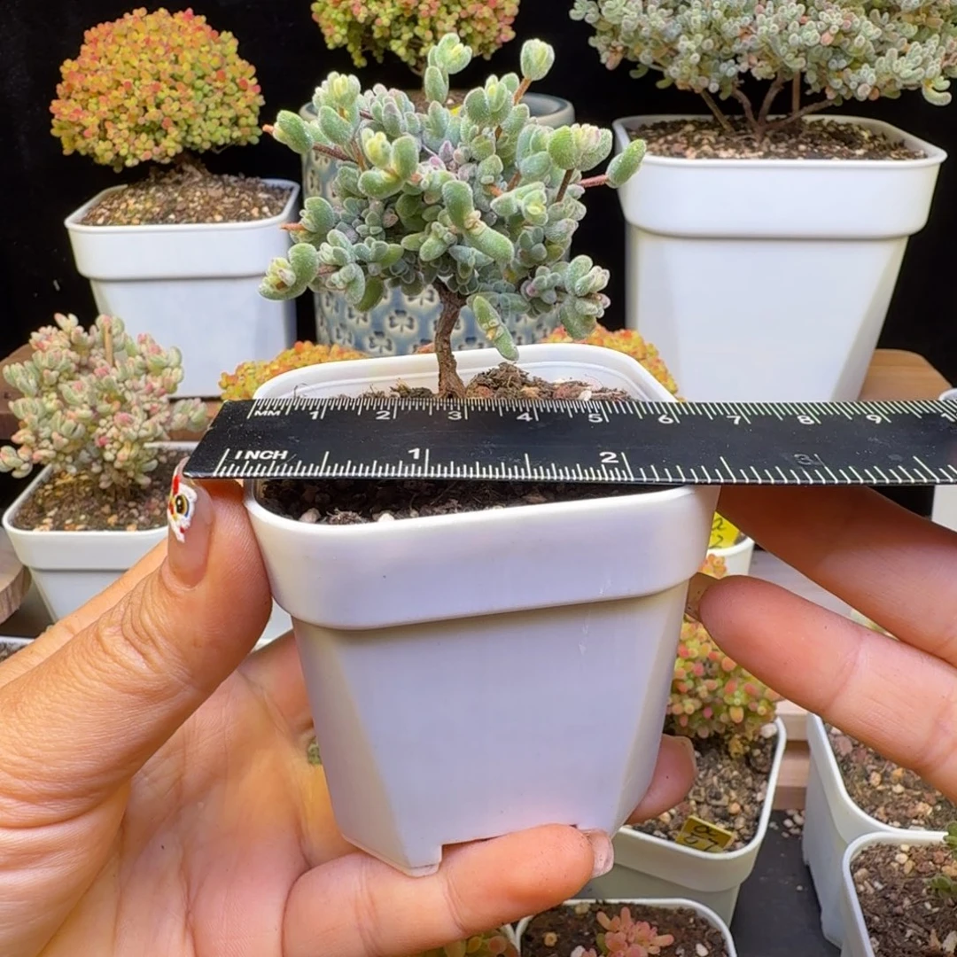 珍*藏c11号月曲冠服5厘米左右