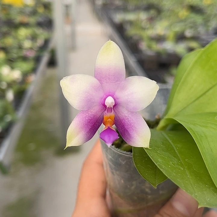 全部花苞2.5寸杯BKH2346a