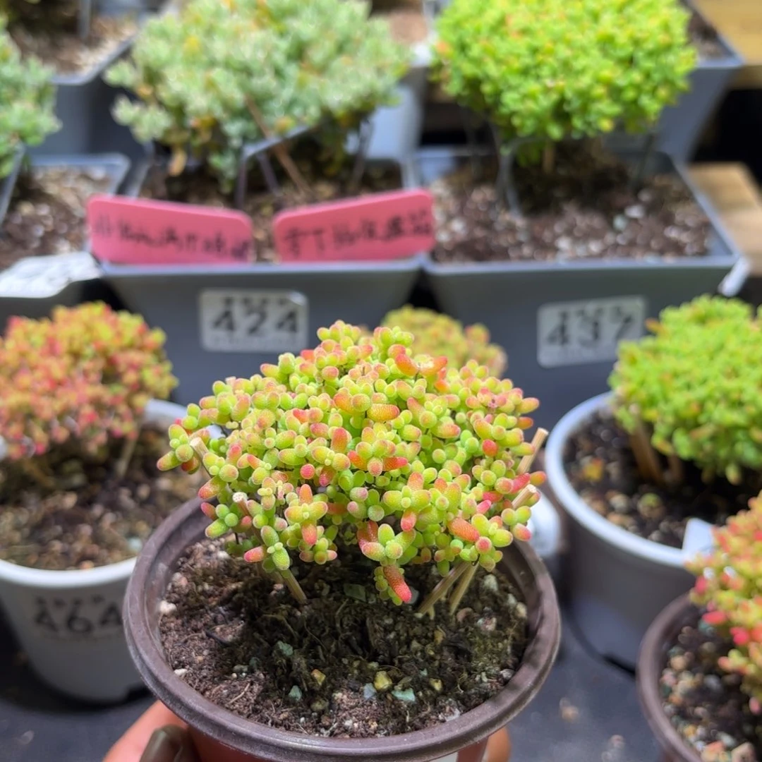 枝干番杏密橘糖球513