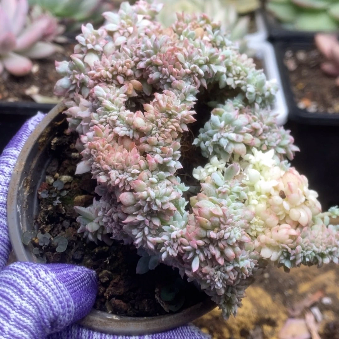 058火焰杯锦锦锦锦锦锦