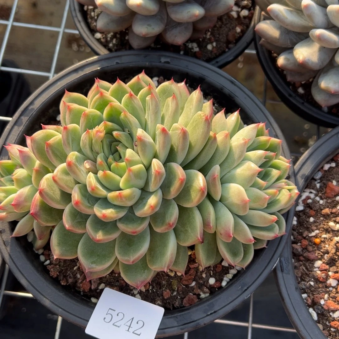 姐***肉5242肉肉肉肉肉肉肉肉