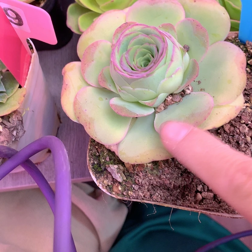 【闪购商品】yjj404帕美大白