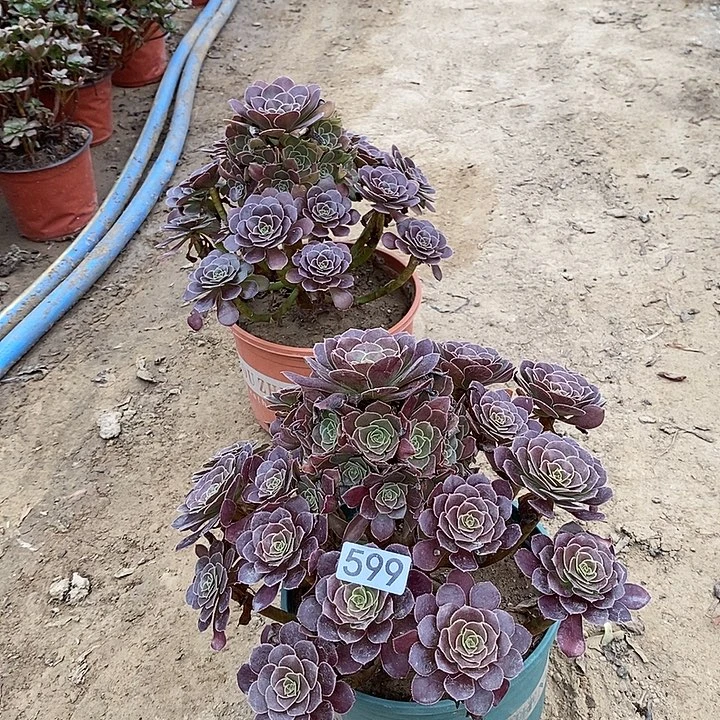 599，荷兰玫瑰多肉法师