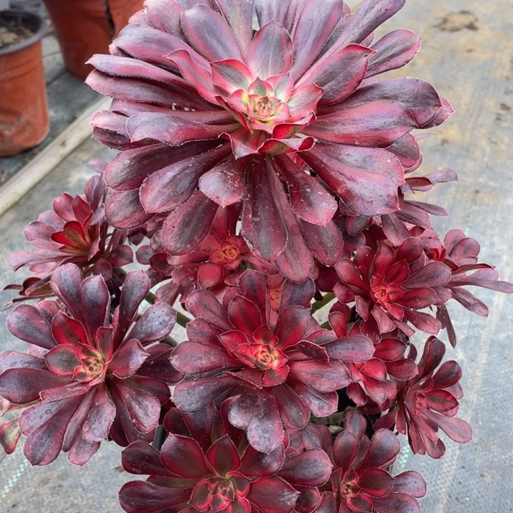 970香奈儿精品法师多肉