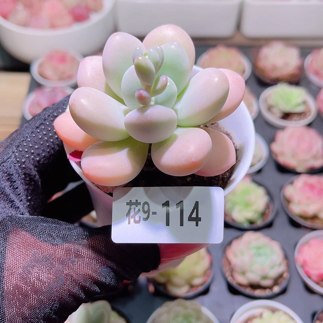 花利美9-114洛神单头