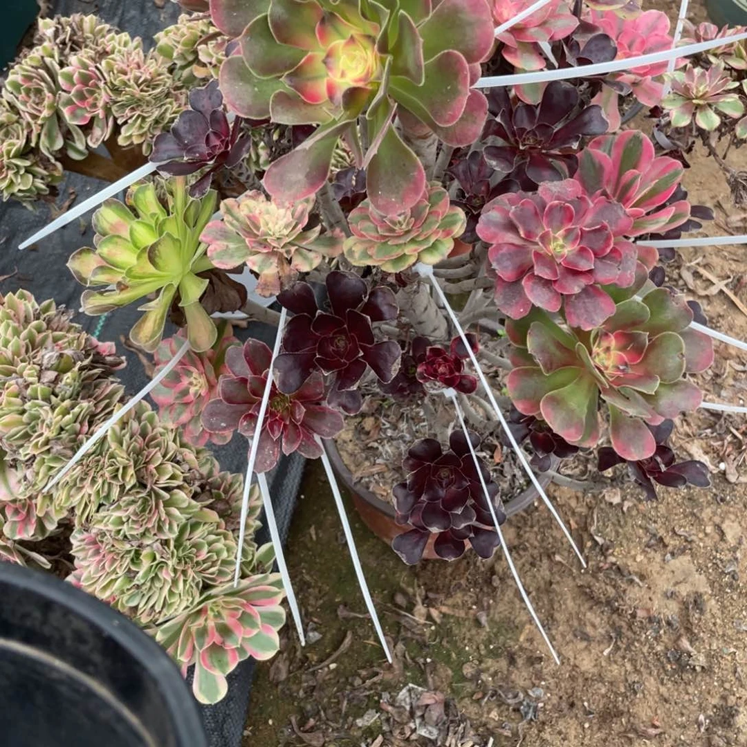 心***糖1335567894555423126456411165888875555