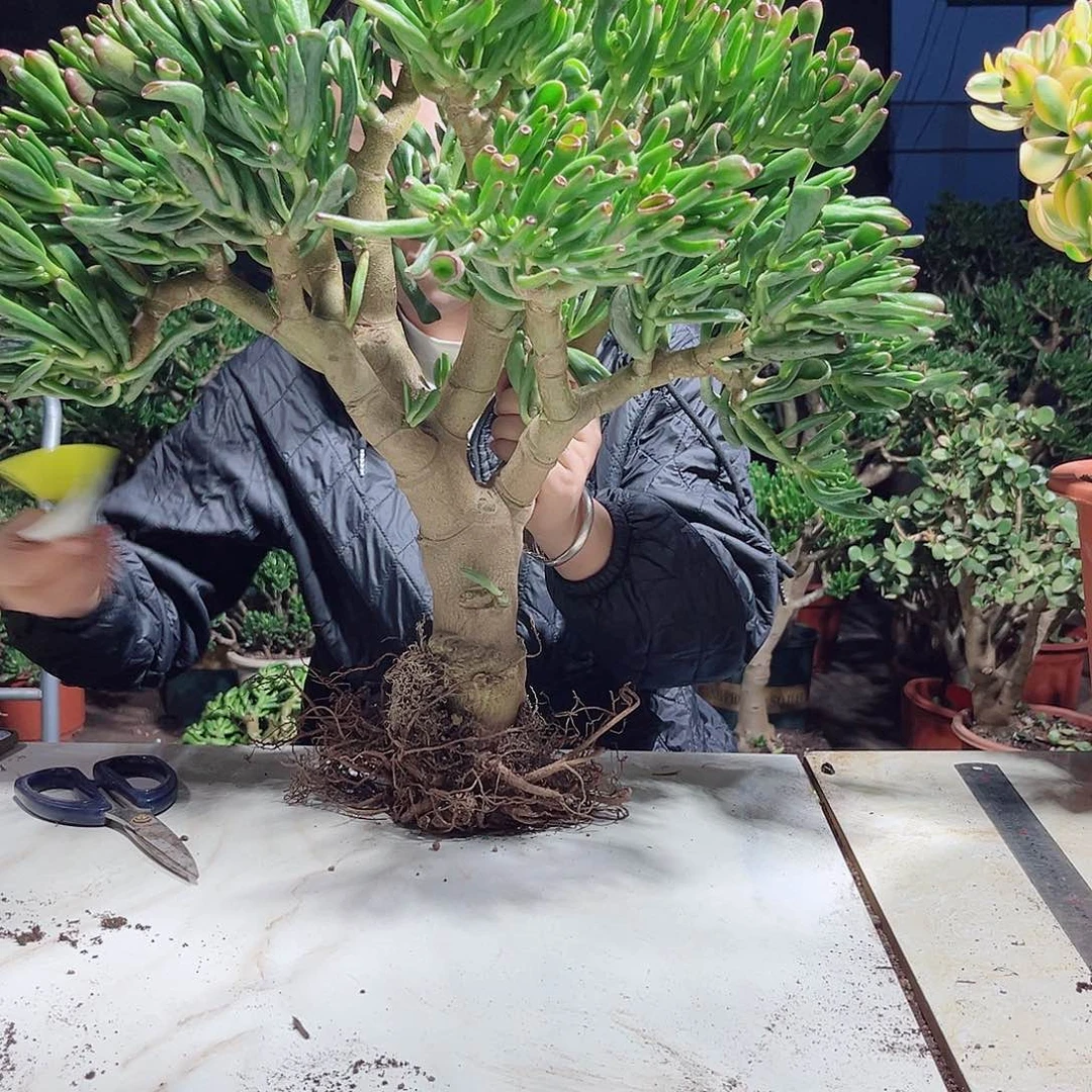 吸财101秃噜太咯哦哦哦