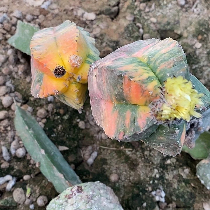 ****༄哈哈哈哈哈哈哈哈哈