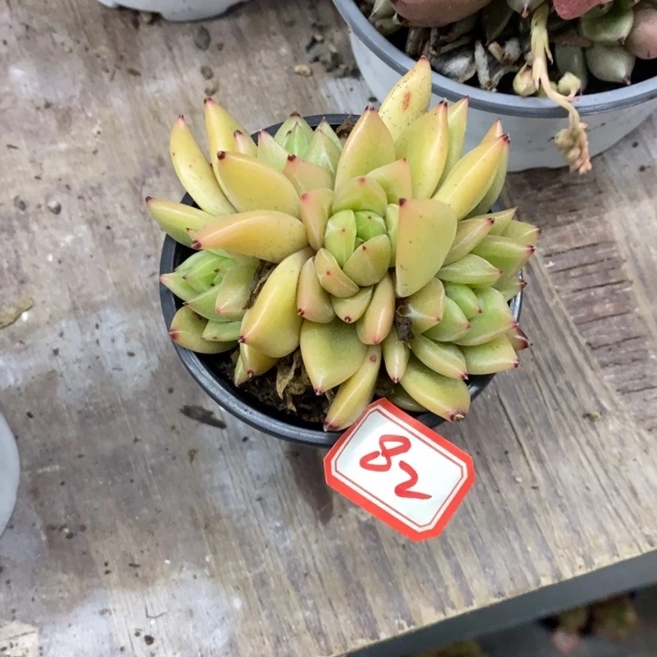 李**r一物一拍杂多人82