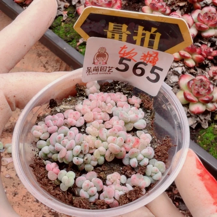 多肉植物多肉植物