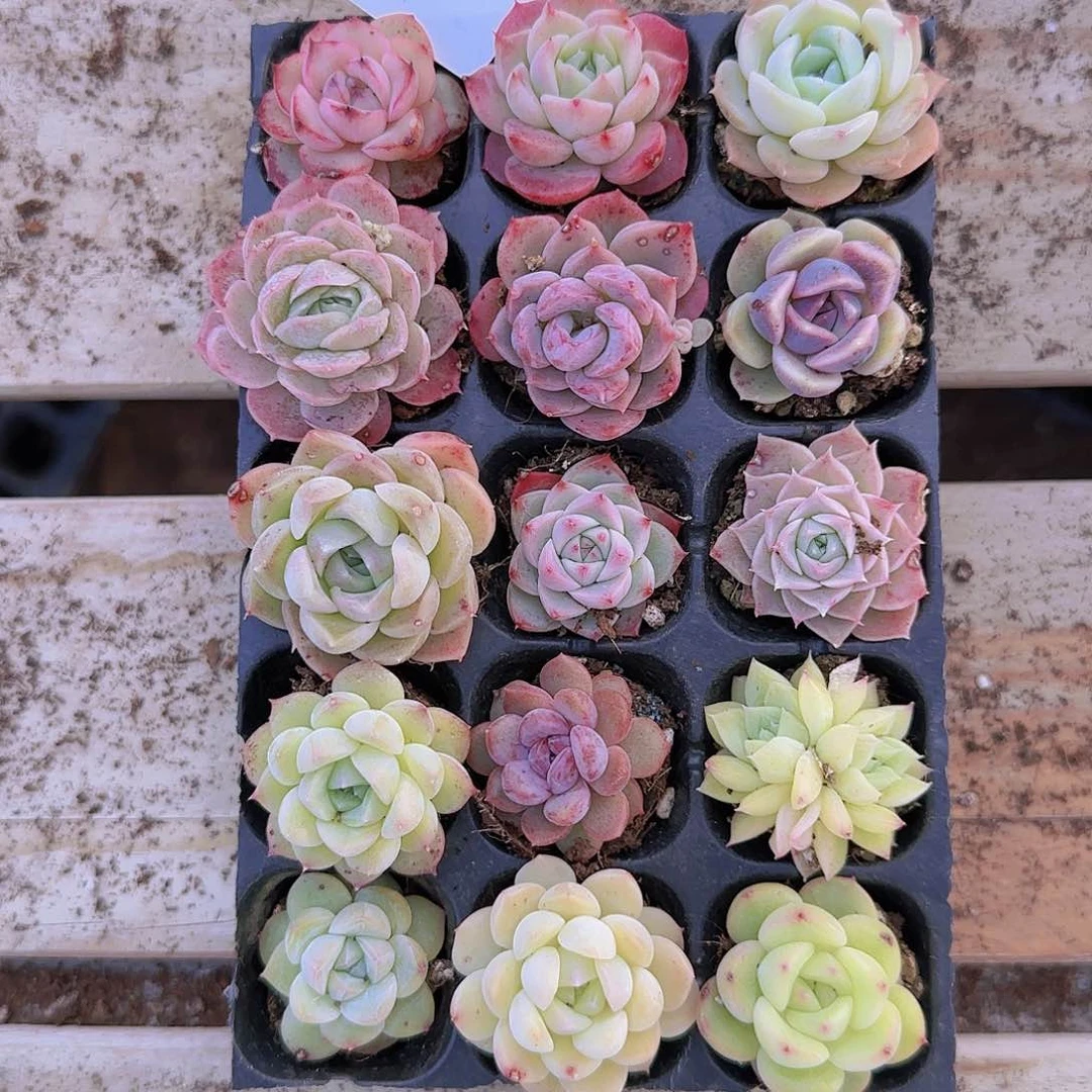 直播一物一拍多肉21