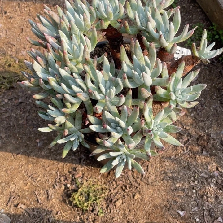 916号海瑟杂拇指多肉