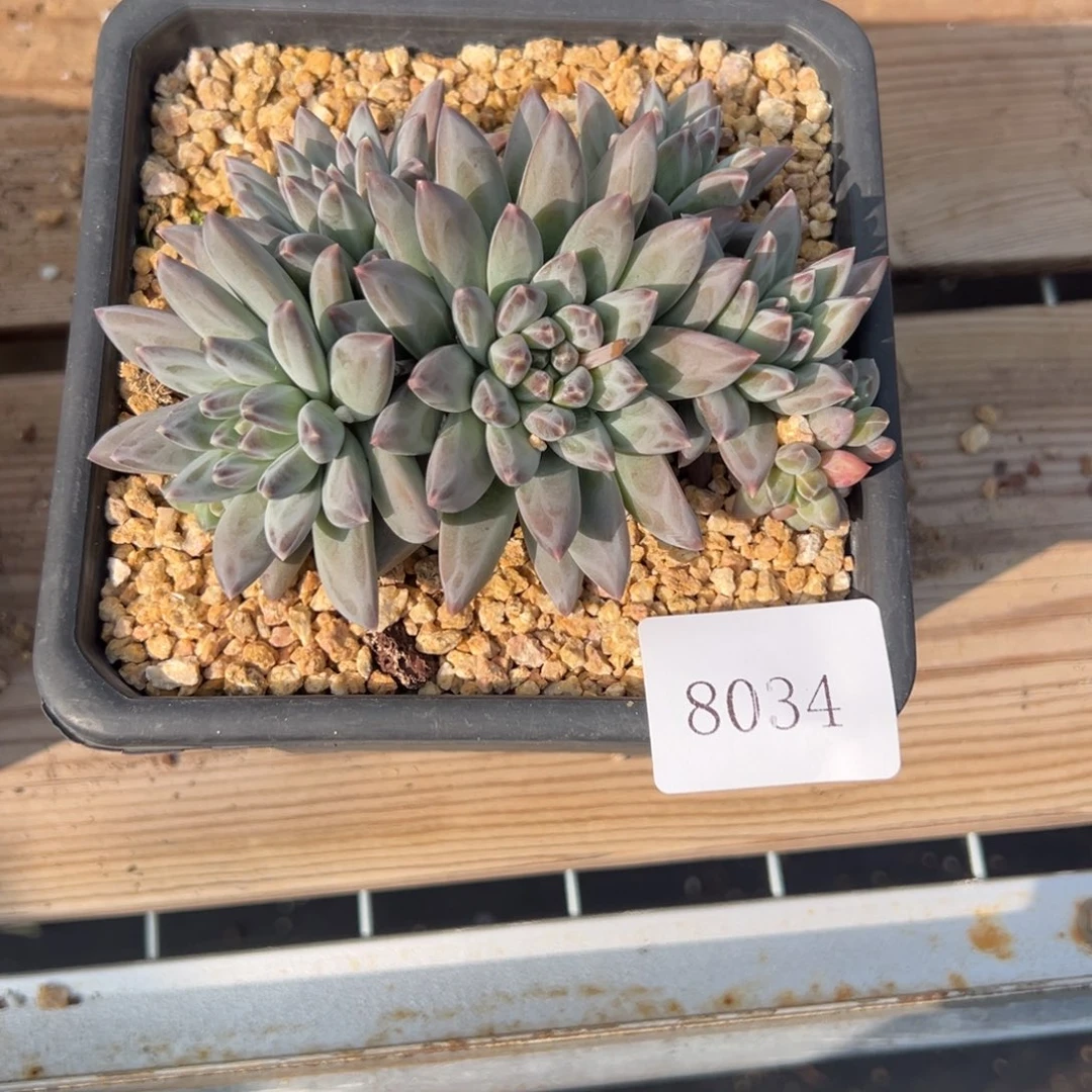 老**菜8034多肉多多多