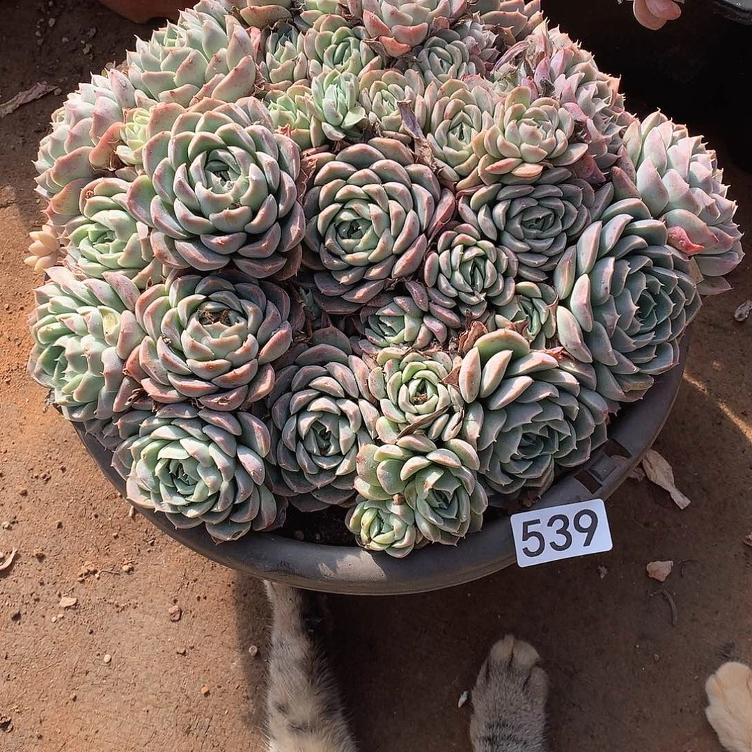 539 一物一拍多肉