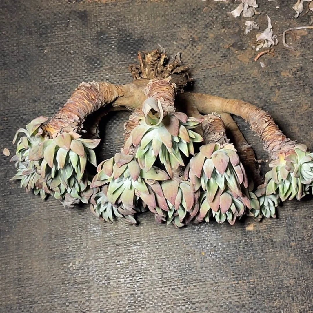 【闪购商品】J****r白菊苹果叶瑕疵特价不售后