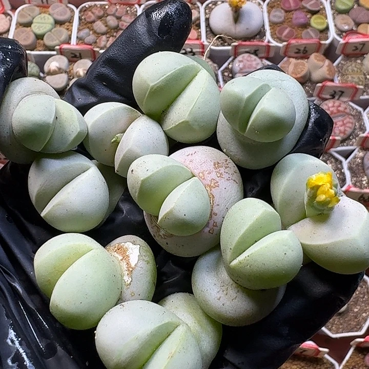 生石花122222。  87