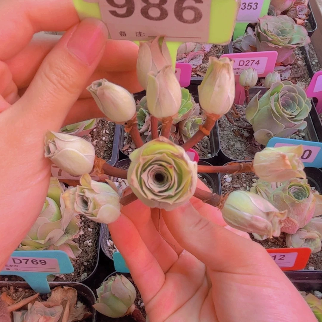 986裸根多头手捧花