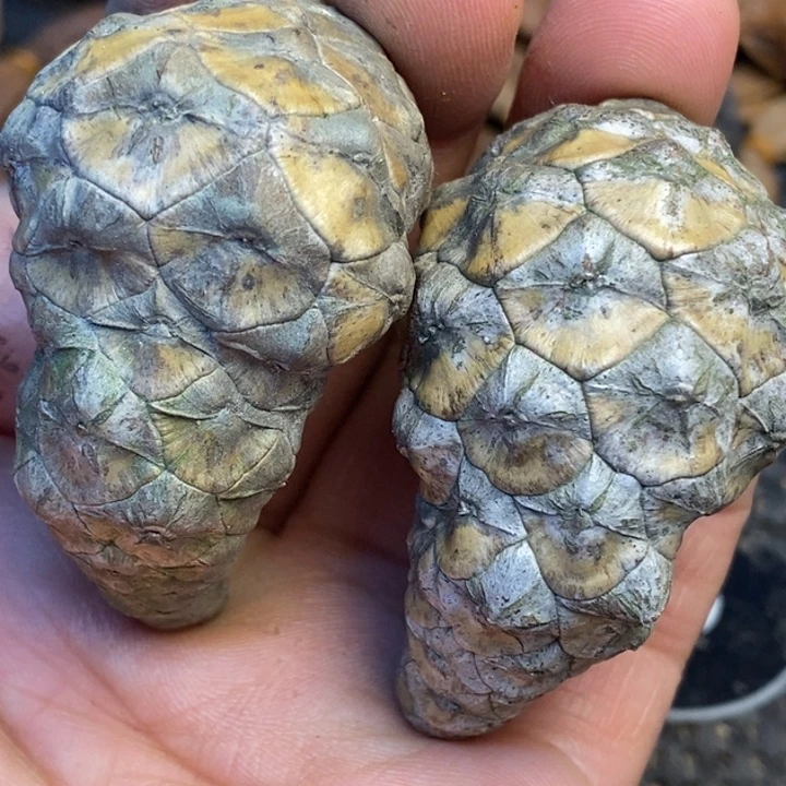 ****陈文玩核桃吊坠娜姐42