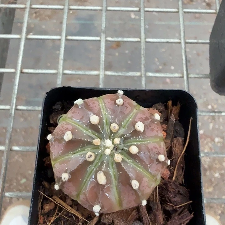 实生小紫皮兜3仙人球