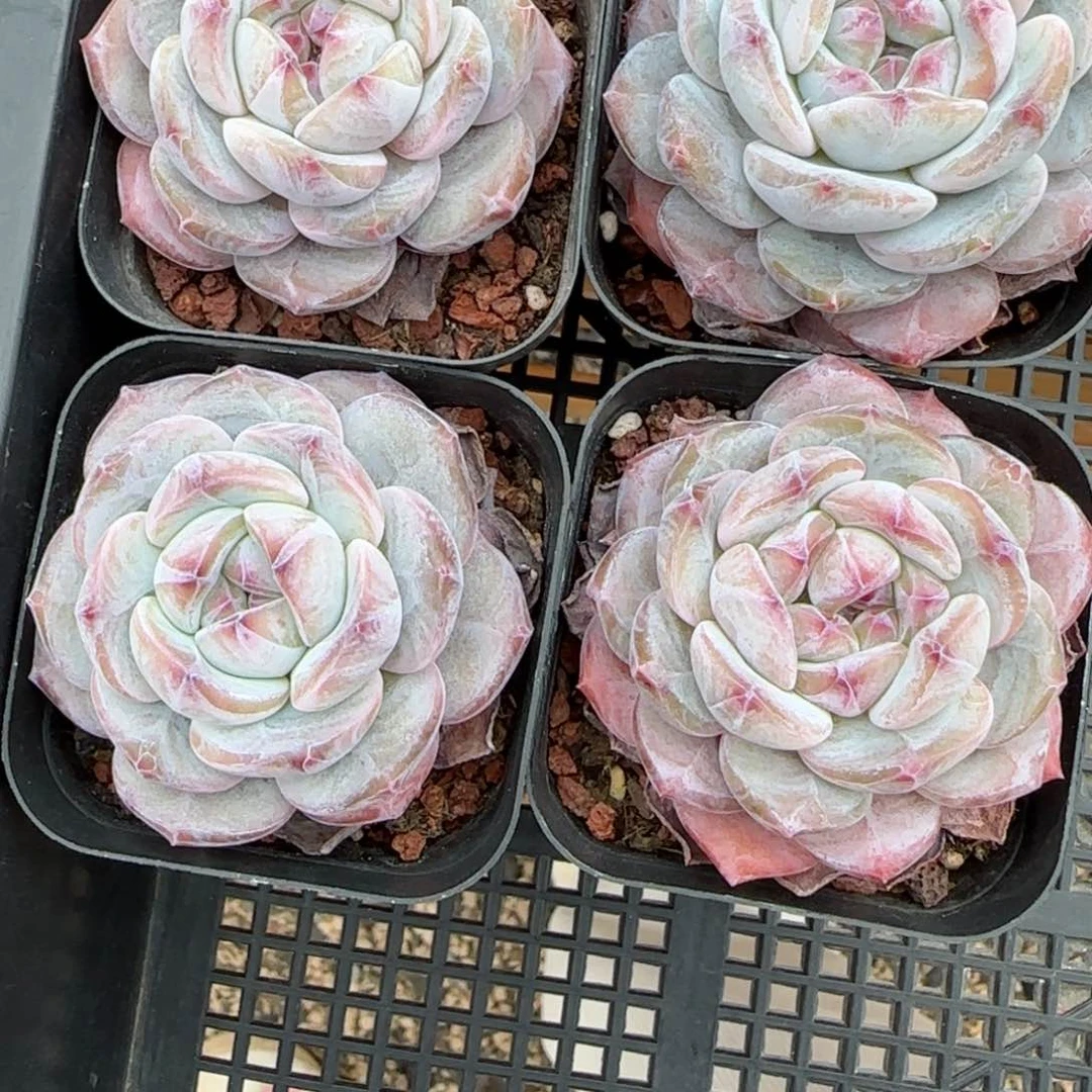 ?**豆花语逸境0216-339四个