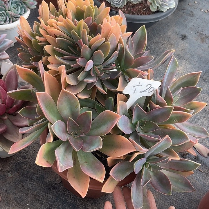 晨语多肉，一物一拍太妃糖缀20