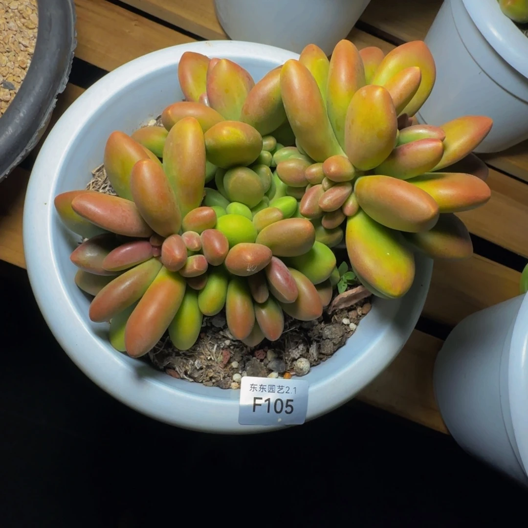 追**阳f f f f f f f f f f 105