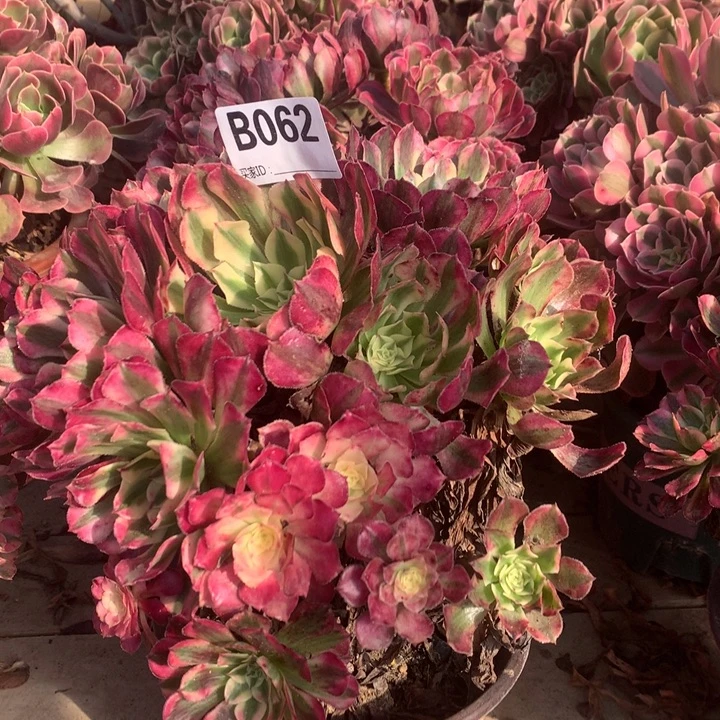 062红铜壶超白多肉法师