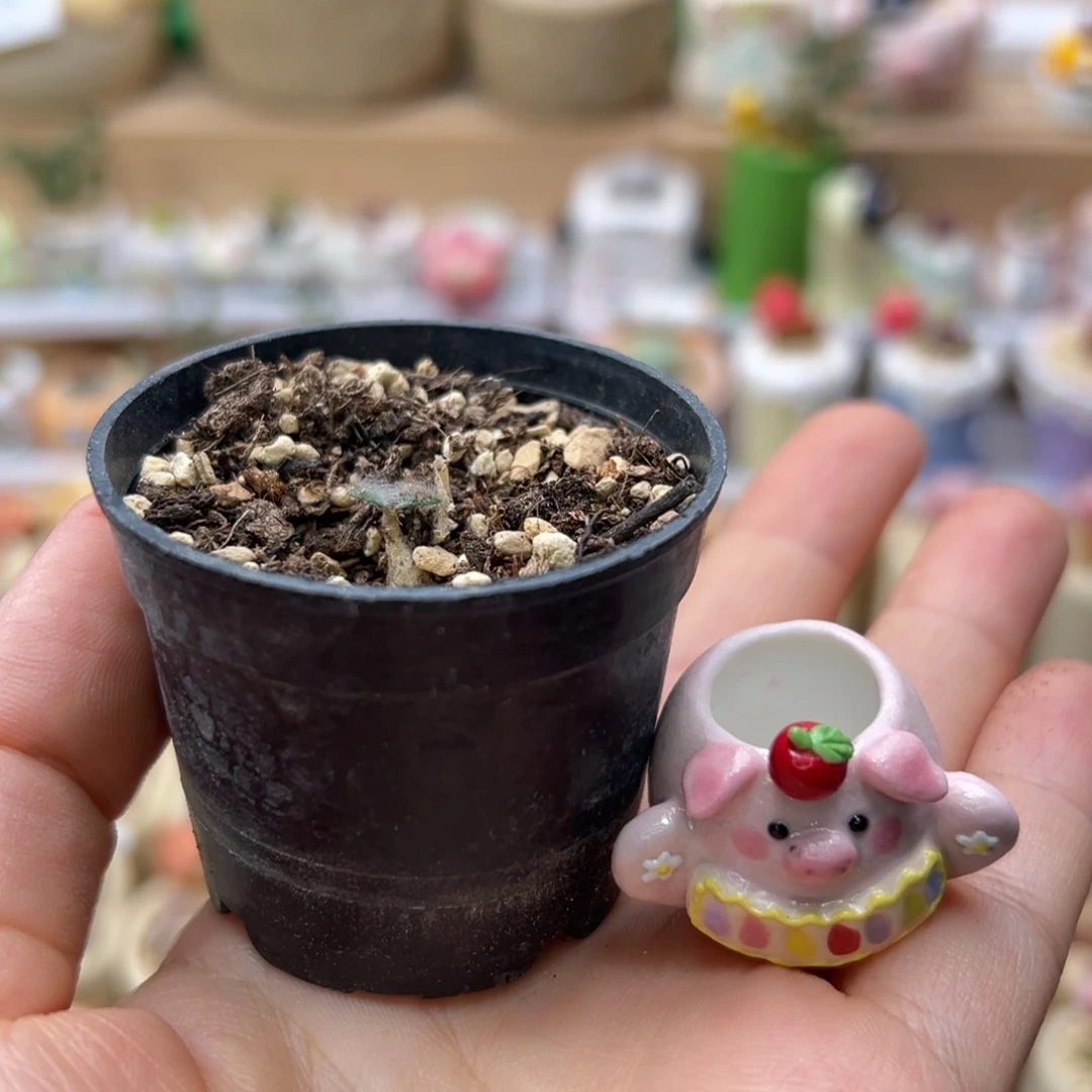 坏***弟多肉植物125号种好