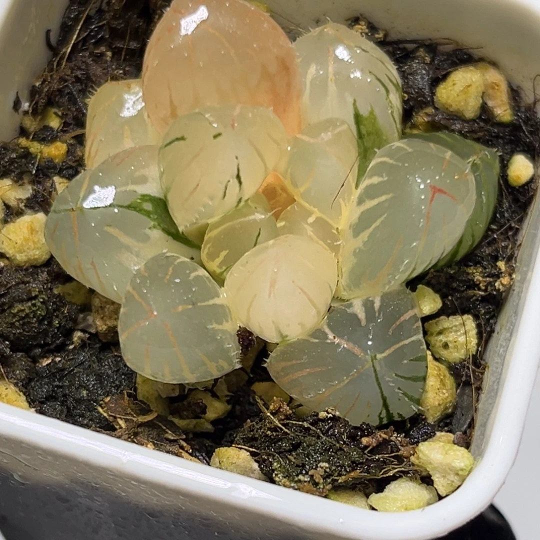 恭喜发财大吉大利0245