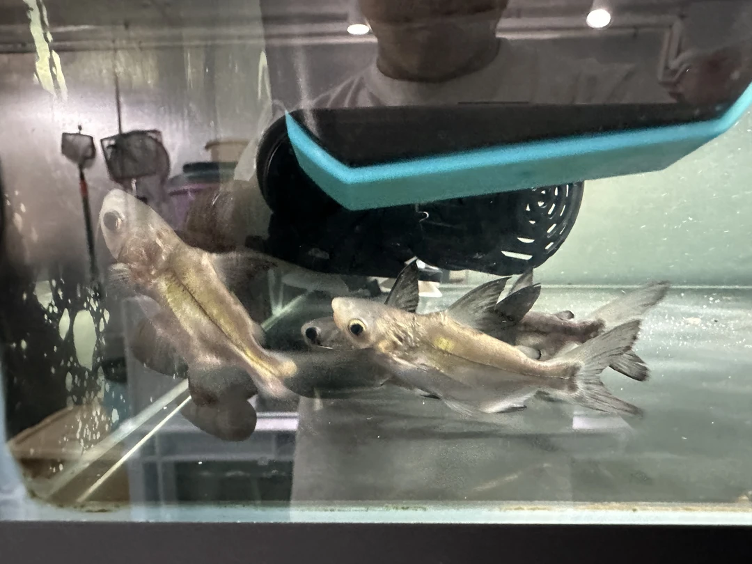 球鲨短身鲨7cm-8cm