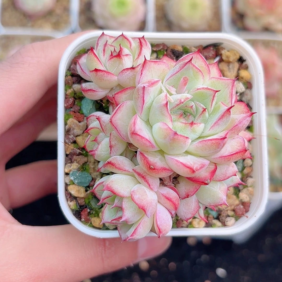 君*132多肉多肉多肉