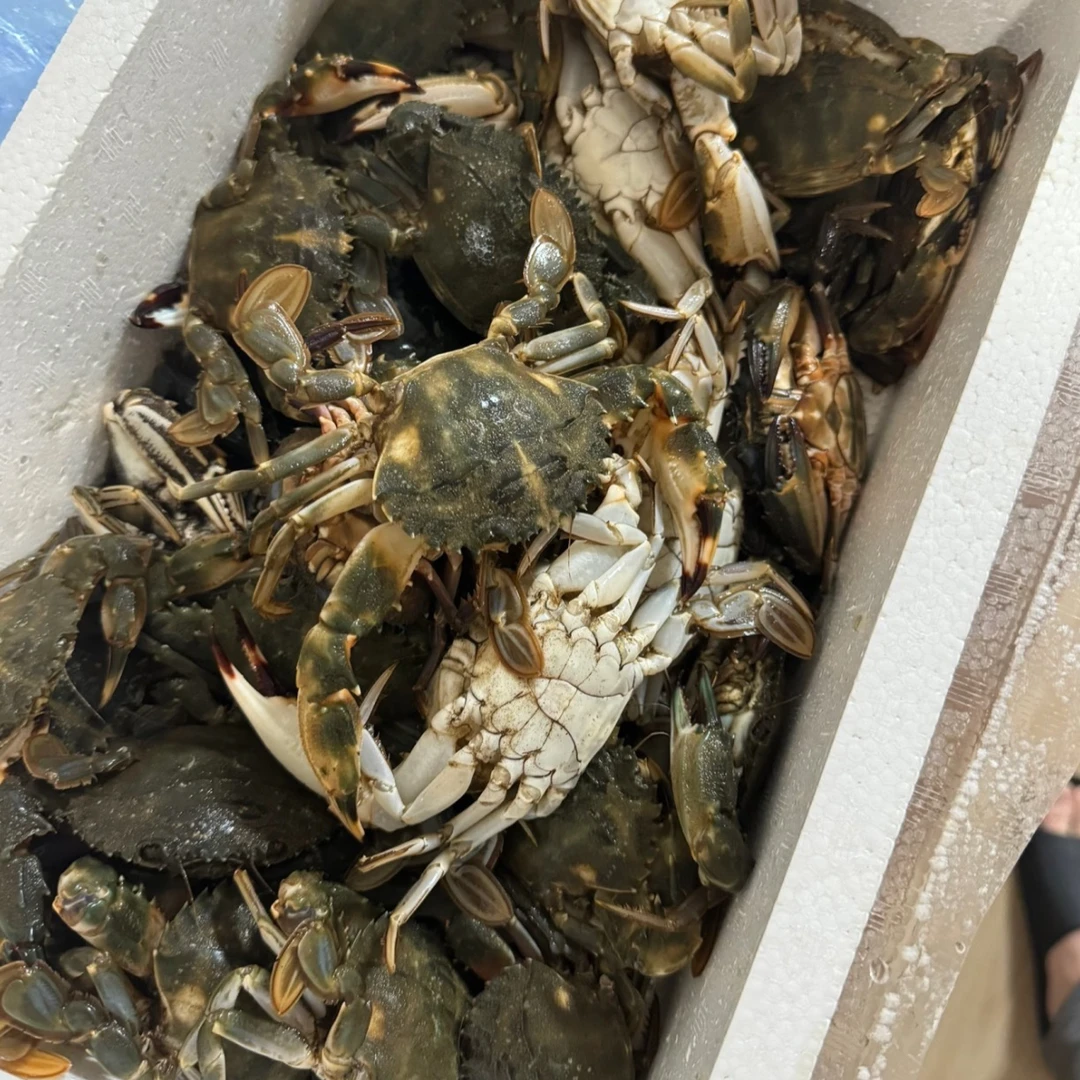 当地公母混花盖蟹2/3斤顺丰包邮