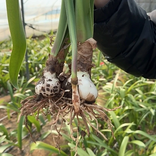 大**生粉色惊奇6.5～7带两个大侧