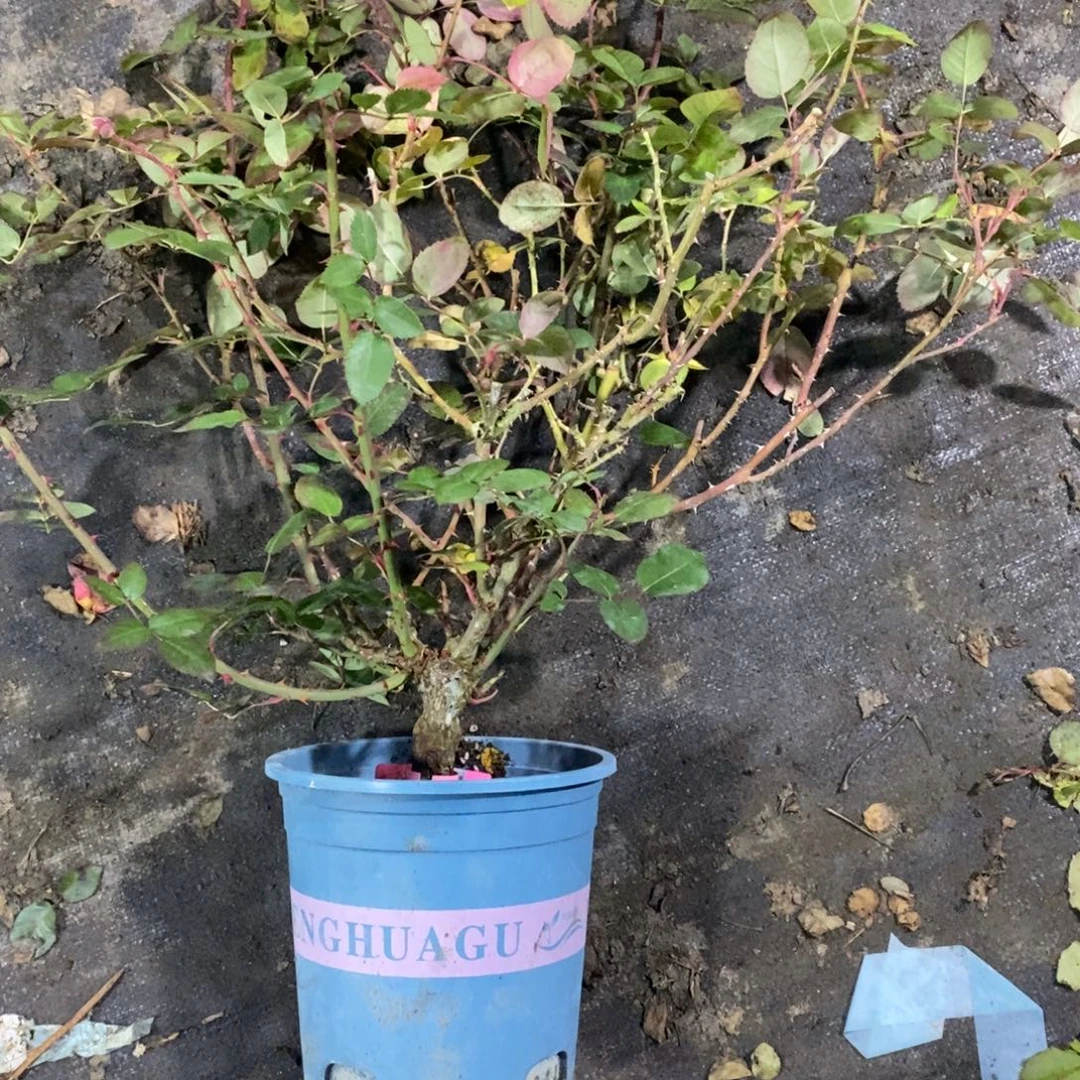 无花朵蒹葭玫瑰土球发货