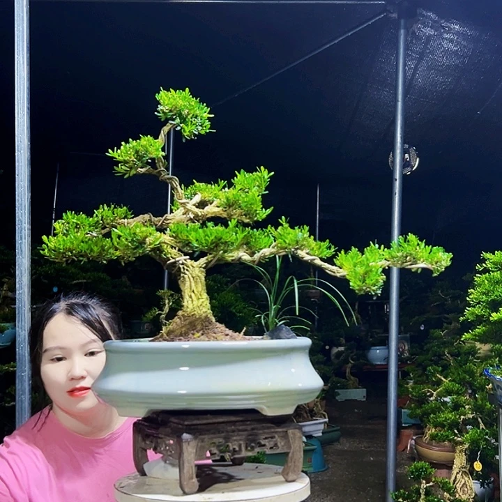 无花朵黄杨木