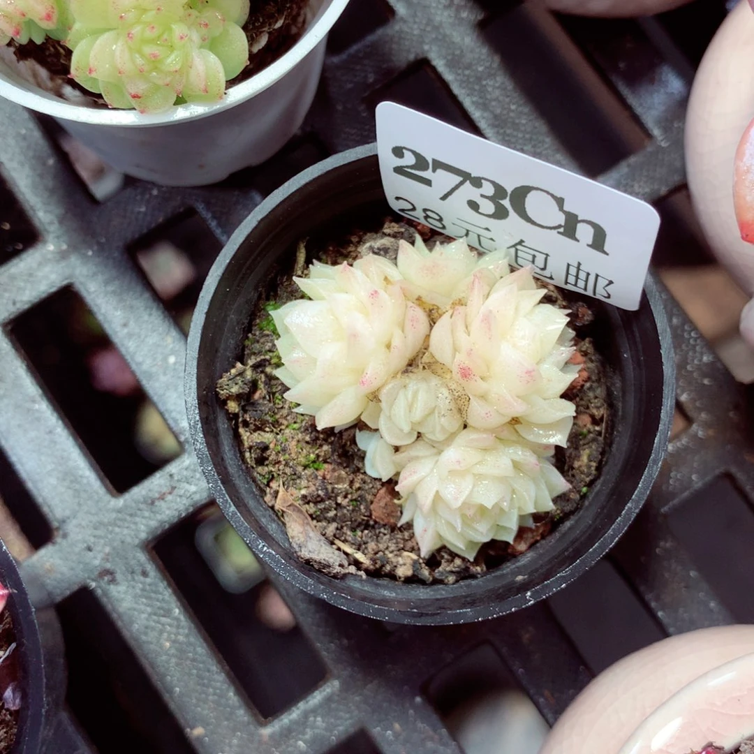 5厘米盆精控多肉273