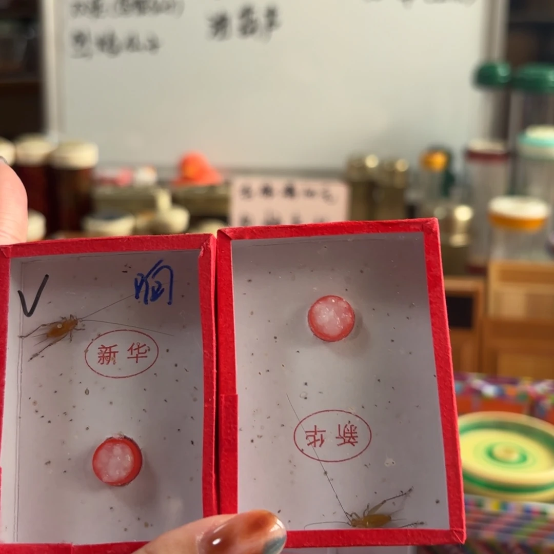 两条长须新华大黄蛉