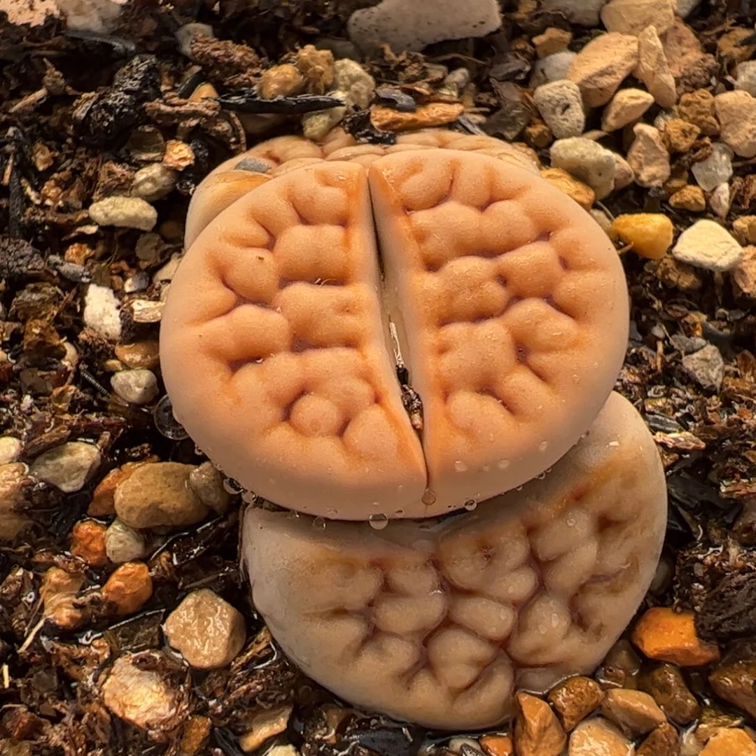 064多肉植物百科