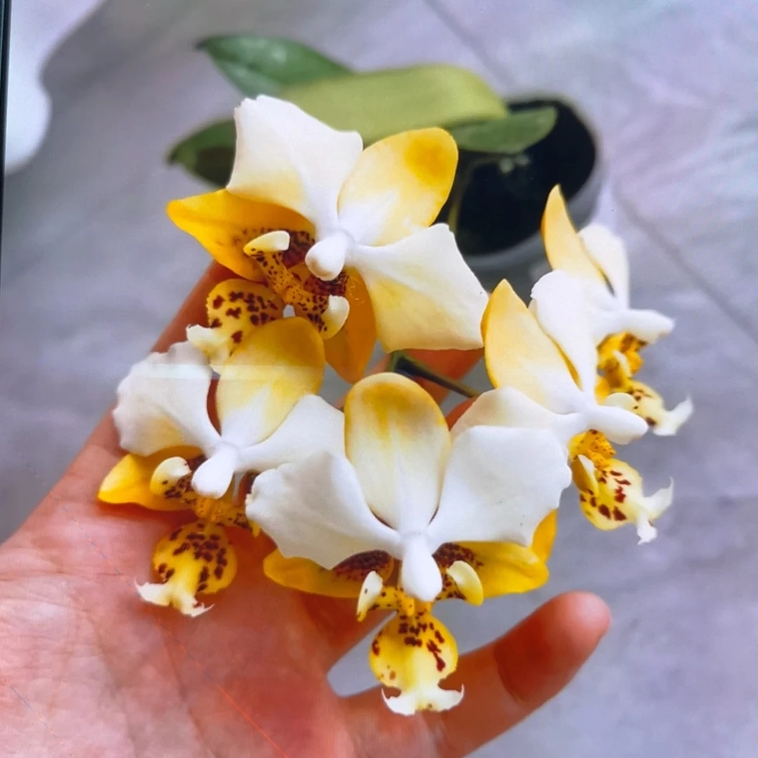 无花朵2.5寸888苗