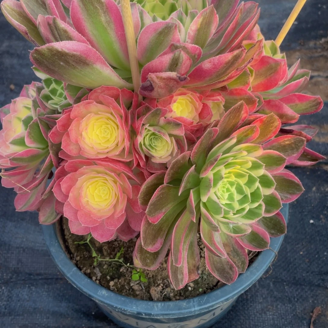 丁**学217海鲜111111多肉