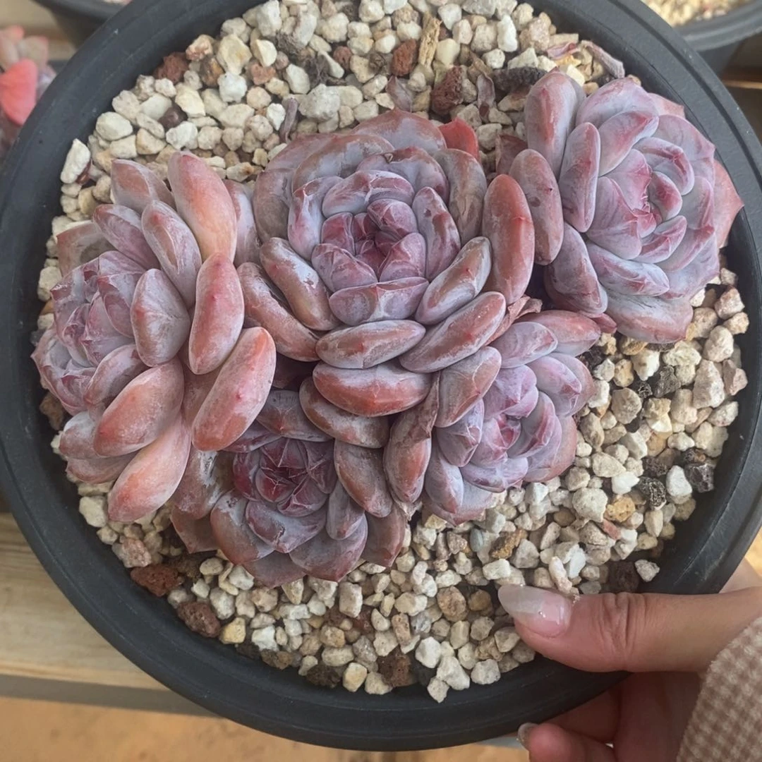 五头脸朝上绿底紫心短肥圆